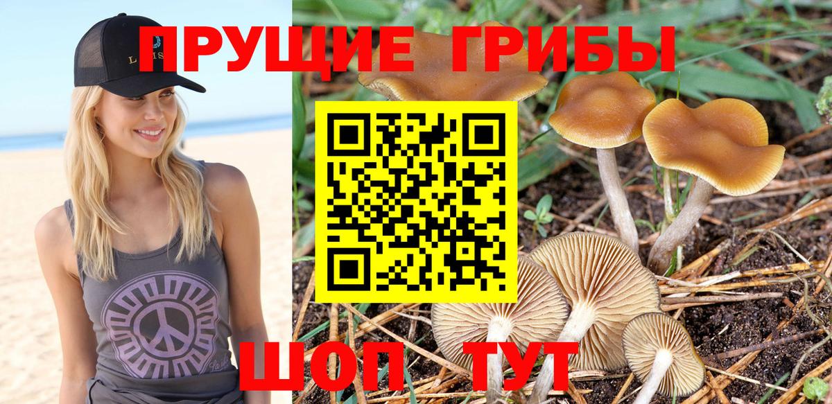 Галлюциногенные грибы Cubensis Верхняя Пышма